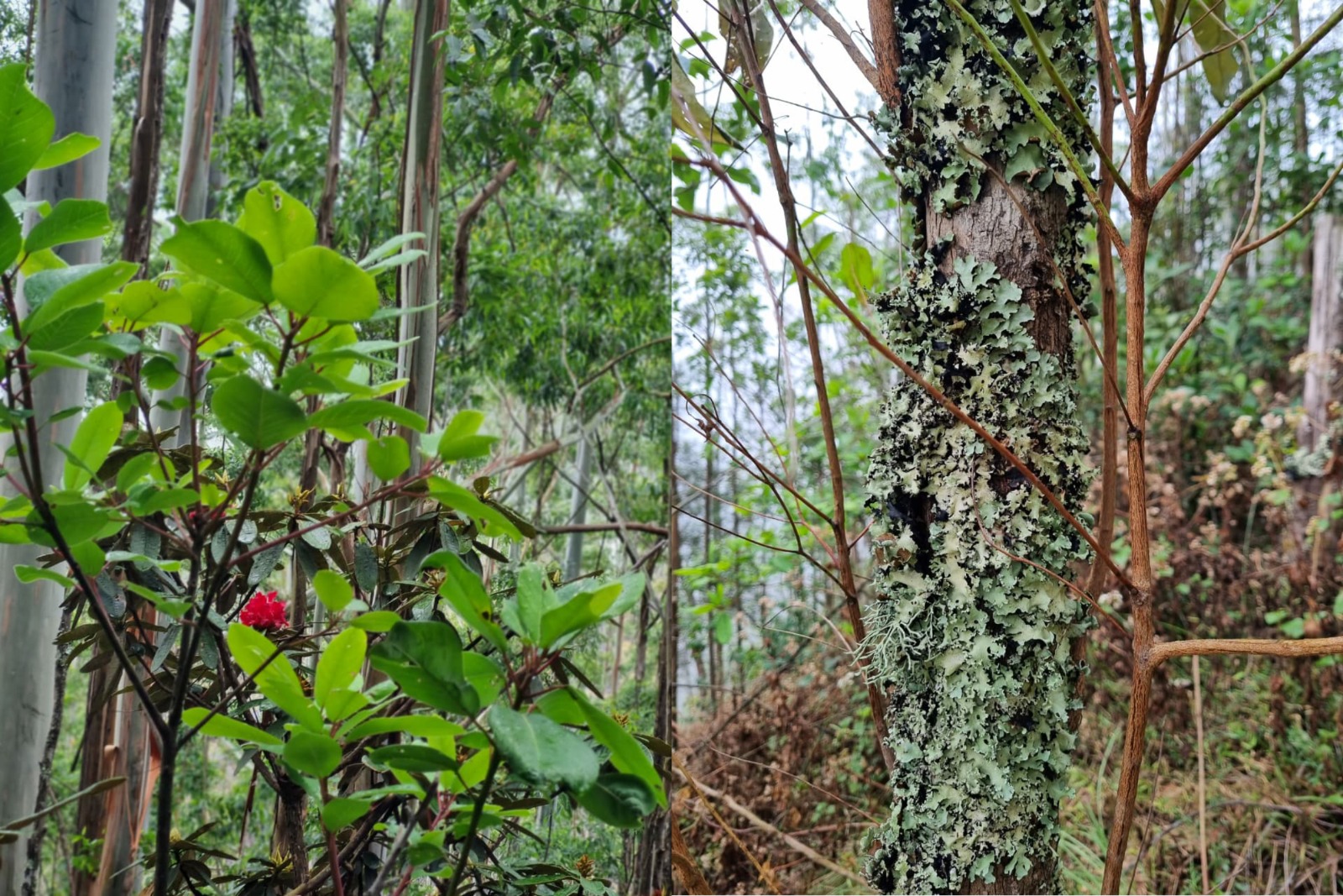 സഹ്യന്റെ മടിത്തട്ടിൽ ഒരു ദിവസം: മീശപ്പുലിമലയിലേക്കൊരു യാത്ര | Tectonic Tales